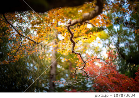 北野天満宮の秋、御土居の黄色い紅葉、カラフルな秋の木漏れ日の渦 北野天満宮の秋、御土居の黄色い紅葉、カラフルな秋の木漏れ日の渦 107873634