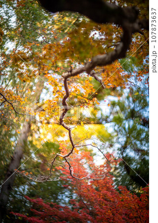 北野天満宮の秋、御土居の黄色い紅葉、カラフルな秋の木漏れ日の渦 107873637