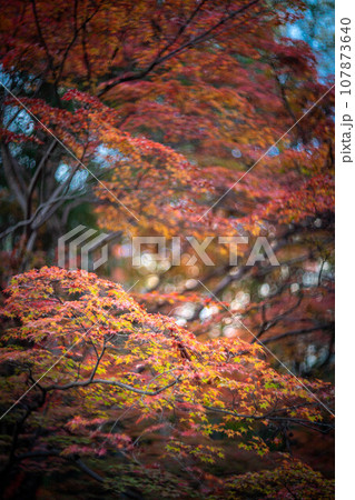 北野天満宮の秋、御土居のカラフルな紅葉、秋色の木漏れ日の渦 107873640