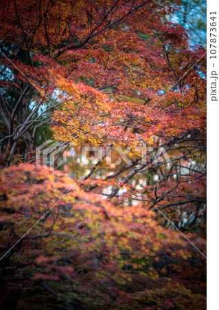 北野天満宮の秋、御土居のカラフルな紅葉、秋色の木漏れ日の渦 北野天満宮の秋、御土居のカラフルな紅葉、秋色の木漏れ日の渦 107873641