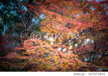 北野天満宮の秋、御土居のカラフルな紅葉、秋色の木漏れ日の渦 107873642