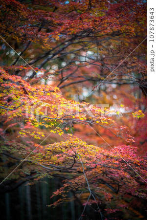 北野天満宮の秋、御土居のカラフルな紅葉、秋色の木漏れ日の渦 107873643