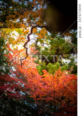 北野天満宮の秋、御土居のカラフルな紅葉、秋色の木漏れ日の渦 107873644