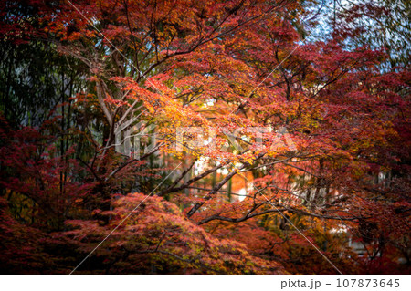 北野天満宮の秋、御土居の真っ赤な紅葉、秋色の木漏れ日の渦 107873645
