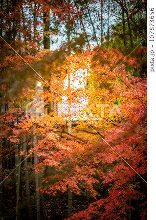 北野天満宮の秋、御土居の竹林とカラフルな紅葉、秋色の夕日の光の渦京都　北野　北野天満宮　天神　菅原道 107873656
