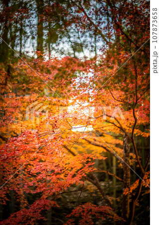 北野天満宮の秋、御土居の竹林とカラフルな紅葉、秋色の夕日の光の渦 107873658