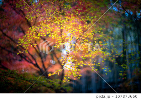 北野天満宮の秋、御土居の黄色い紅葉、秋色の夕日の光の渦 107873660