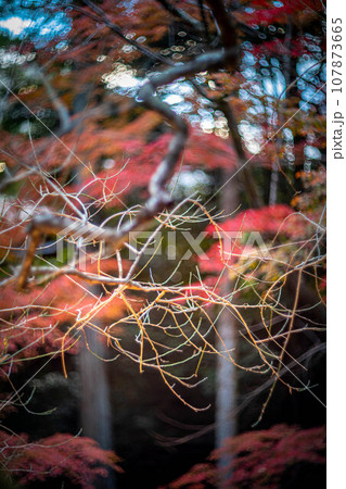 北野天満宮の秋、御土居の散歩道、秋色の木漏れ日の渦 107873665