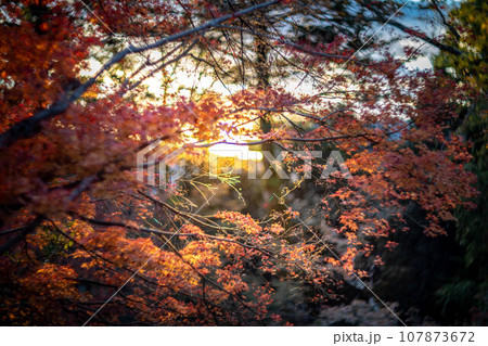 北野天満宮の秋、御土居の真っ赤な紅葉、夕日の光の渦 107873672