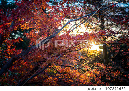 北野天満宮の秋、御土居の真っ赤な紅葉、夕日の光の渦 107873675