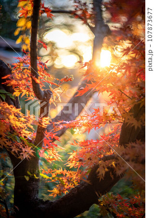 北野天満宮の秋、御土居の真っ赤な紅葉、夕日の光の渦 107873677