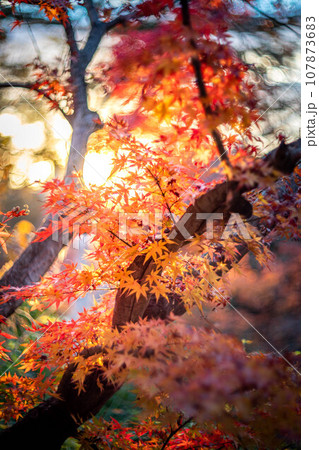北野天満宮の秋、御土居のカラフルな紅葉、夕日の光の渦 107873683