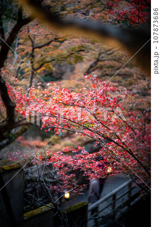 北野天満宮の秋、御土居の真っ赤な紅葉、遊歩道の橋を見下ろす 北野天満宮の秋、御土居の真っ赤な紅葉、遊歩道の橋を見下ろす 107873686