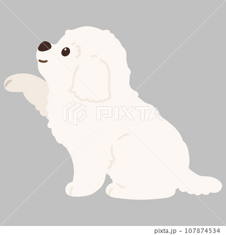お手をするマルチーズのイラスト　主線なし 107874534