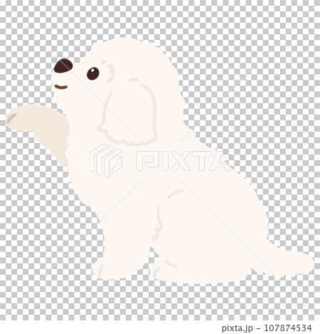 お手をするマルチーズのイラスト　主線なし 107874534