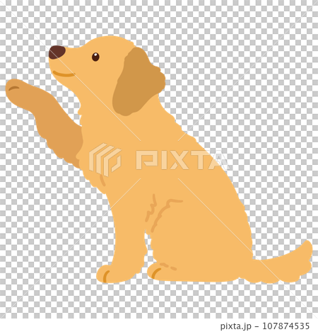 お手をするゴールデンレトリーバーのイラスト　主線なし 107874535