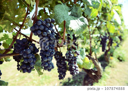 北杜市白州町、醸造用ぶどうカベルネ・ソーヴィニョン 107874888