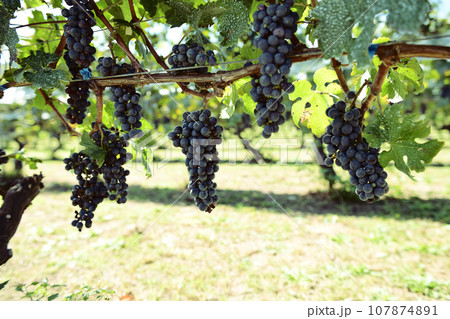 北杜市白州町、醸造用ぶどうカベルネ・ソーヴィニョン 北杜市白州町、醸造用ぶどうカベルネ・ソーヴィニョン 107874891