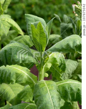 タバコ 107875042