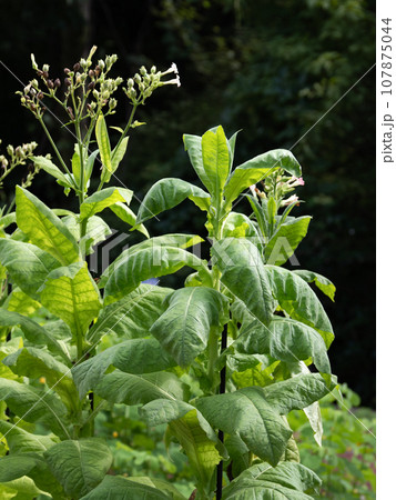 タバコ 107875044