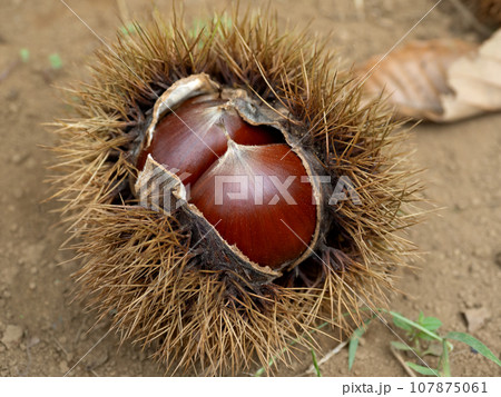 実った栗 実った栗 107875061