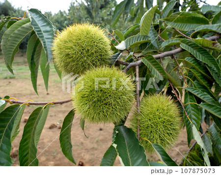 クリ畑 クリ畑 107875073