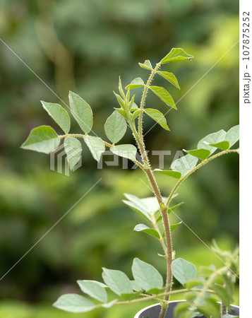 ウラルカンゾウ 107875252