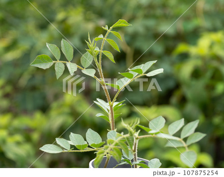 ウラルカンゾウ 107875254