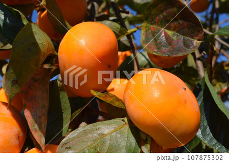 オレンジ色の柿の実 オレンジ色の柿の実 107875302