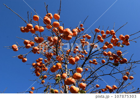 オレンジ色の柿の実 107875303