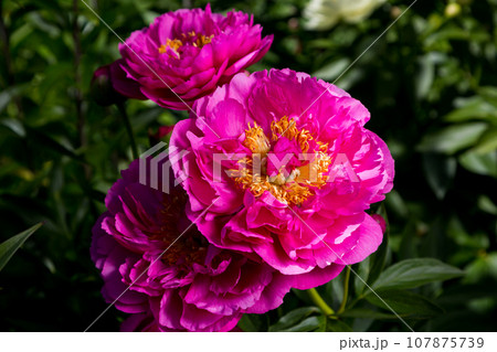 Peony HI-MABEL. Semi-double jareo pink peony flower with yellow stamens. Interspecific hybrid Peony HI-MABEL. Semi-double jareo pink peony flower with yellow stamens. Interspecific hybrid 107875739
