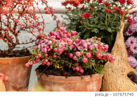 Pernettya mucronata evergreen shrub with pink berries. Autumn plant in clay flower pot 107875740