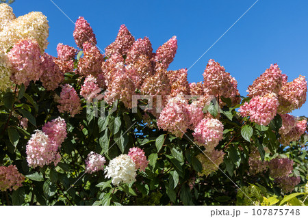 Hydrangea paniculata Vanille Fraise on a stem 107875748