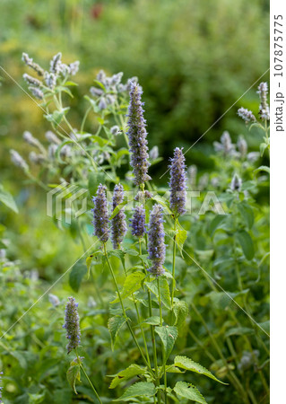 A bumblebee sits on a Korean mint Agastache rugosa flower in the garden A bumblebee sits on a Korean mint Agastache rugosa flower in the garden 107875775
