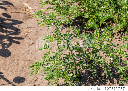 Woman shows chickpeas in close up. Chickpea are growing on the field 107875777
