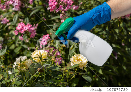 treatment in the garden of young shoots of roses from aphids, whiteflies and insect pests 107875780