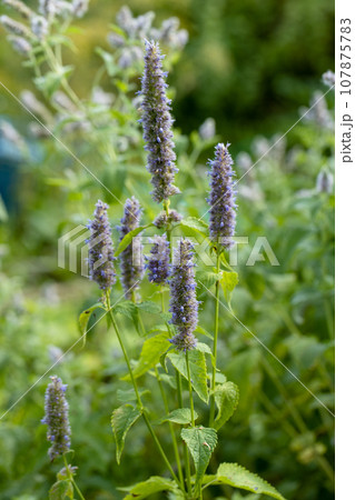 A bumblebee sits on a Korean mint Agastache rugosa flower in the garden A bumblebee sits on a Korean mint Agastache rugosa flower in the garden 107875783