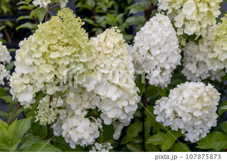 Luxurious hydrangea paniculata in the garden close-up. Luxurious hydrangea paniculata in the garden close-up. 107875873
