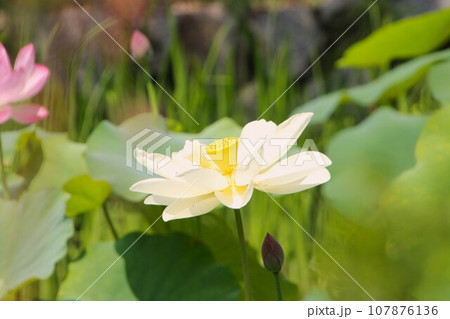 華やかな睡蓮 華やかな睡蓮 107876136