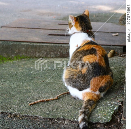 丸いフォルムが何ともかわいい 秋の日のどっしりみけねこ 丸いフォルムが何ともかわいい 秋の日のどっしりみけねこ 107876668