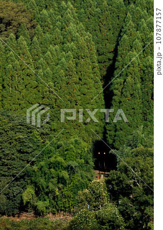 森のトンネルを抜ける直前のゆふいんの森(JR久大本線上り) 森のトンネルを抜ける直前のゆふいんの森(JR久大本線上り) 107877157