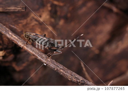 生き物　昆虫　オオモンシロナガカメムシ、林床に住むカメムシ。地味な体は細長く体長一センチほど 107877265