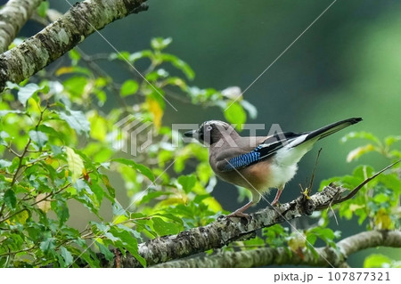 木陰でのんびりくつろぐカケス 107877321