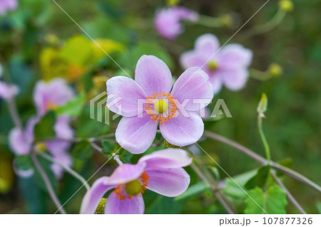 ひっそりと咲く満開の薄紫のシュウメイギクの花 107877326