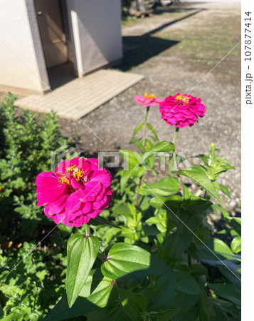 公園に咲くヒャクニチソウ 107877414