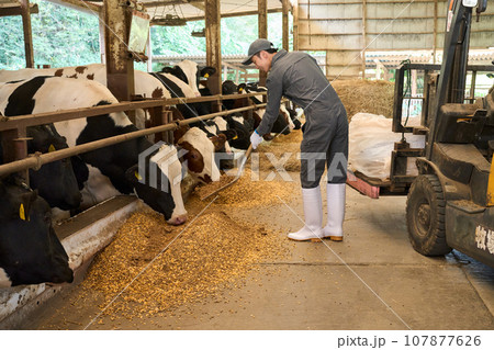 牛に餌を与える男性 牛に餌を与える男性 107877626