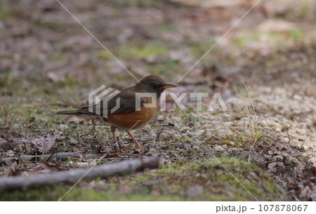 地面を歩くアカハラ 107878067