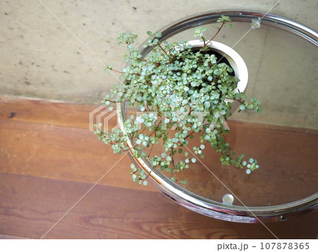 小さな観葉植物 観葉植物のある暮らし 小さな観葉植物 観葉植物のある暮らし 107878365