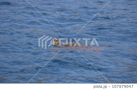 海面から顔を出したアオウミガメ 107879047