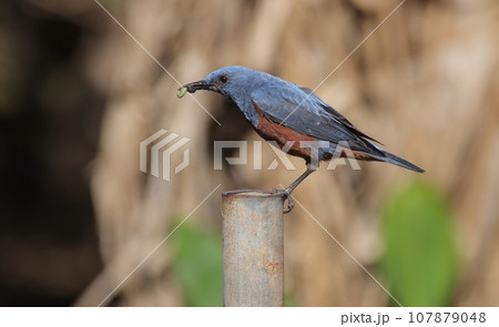 杭に止まるイソヒヨドリのオス 107879048